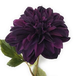 May include: A single deep purple dahlia flower with green leaves. The flower is in full bloom and has a delicate, layered appearance.