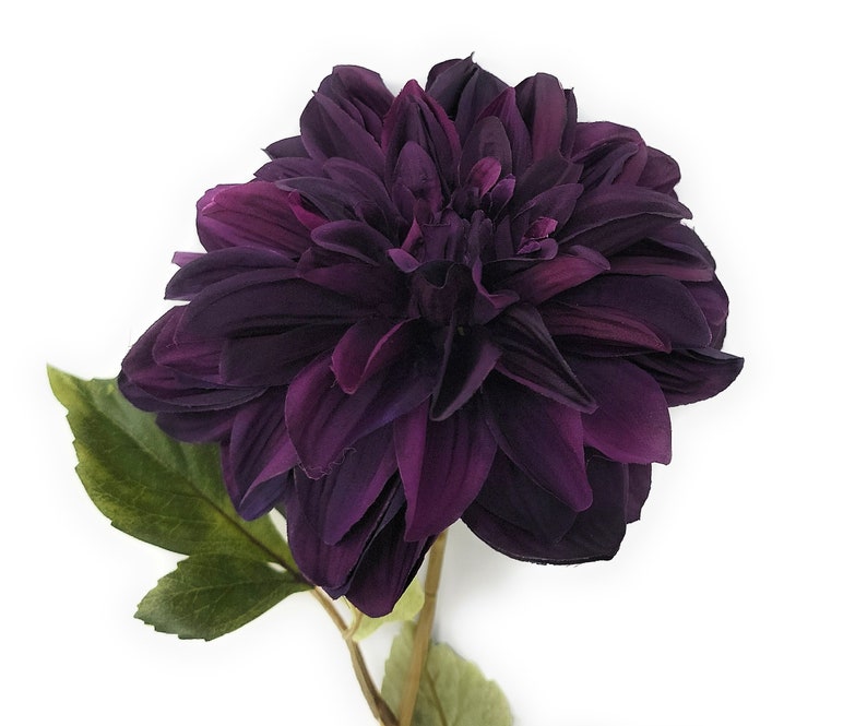 May include: A single deep purple dahlia flower with green leaves. The flower is in full bloom and has a delicate, layered appearance.
