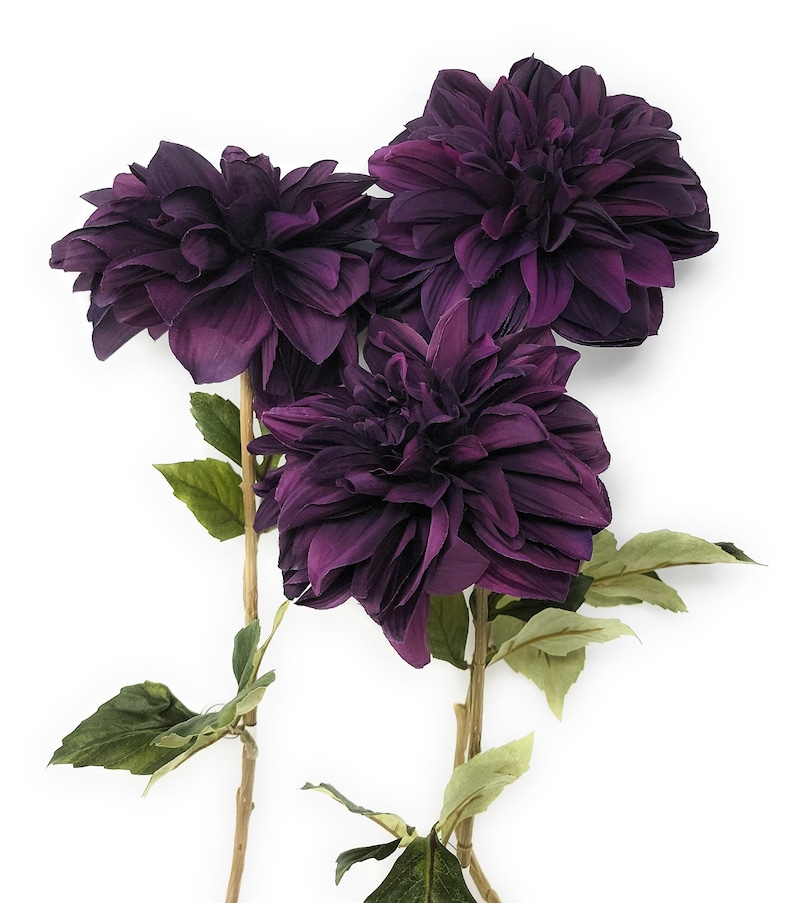 May include: Three deep purple dahlia flowers with green leaves and stems.