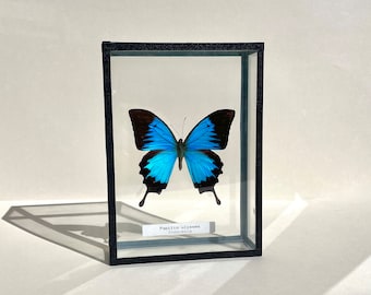 VINTAGE naturalized PAPILIO ULYSSES butterfly, glass entomology frame, mid-20th century.