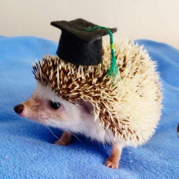 Tiny graduation cap