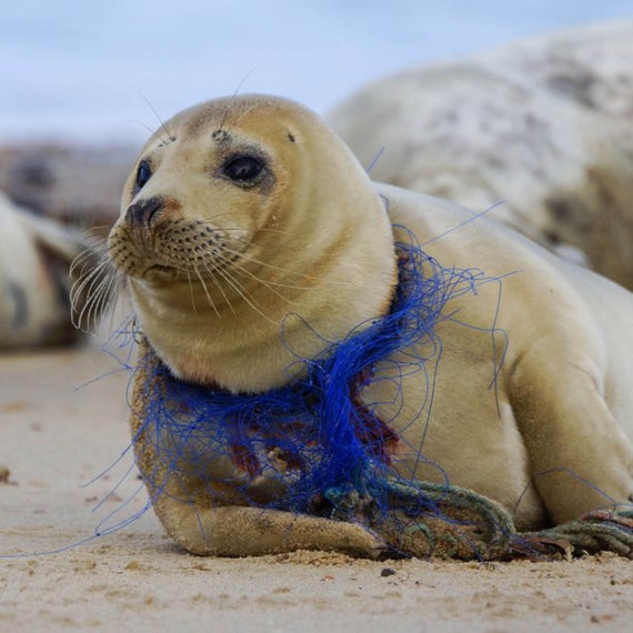 Sea lion christmas ornament Clearance