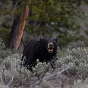Black Bear in Grand Teton National Park - Instant Digital Downloadable Print