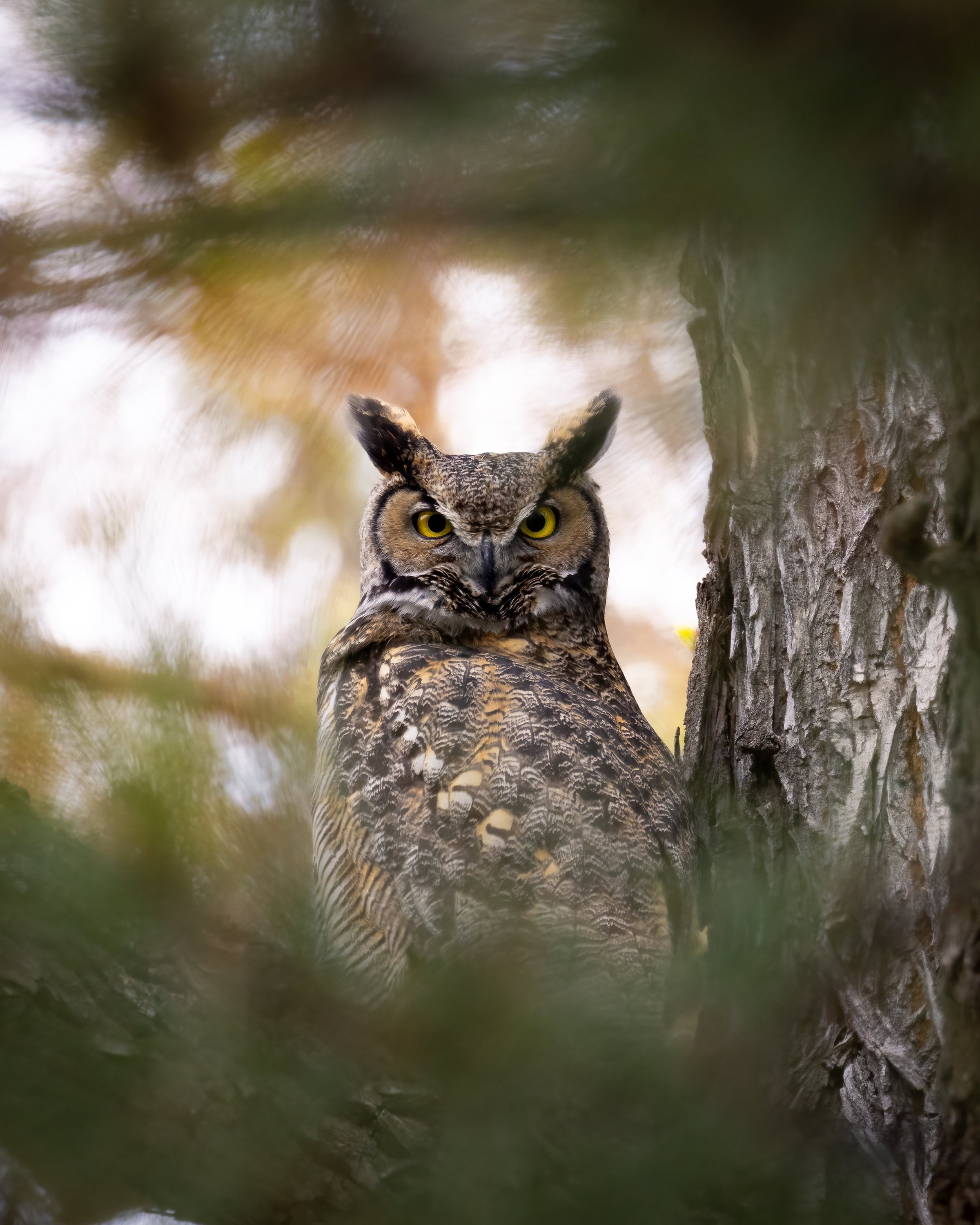 Great Horned Owl - Instant Digital Downloadable Print