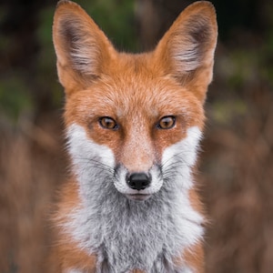Red Fox Photo - Digital Download Print - Instant Digital Download