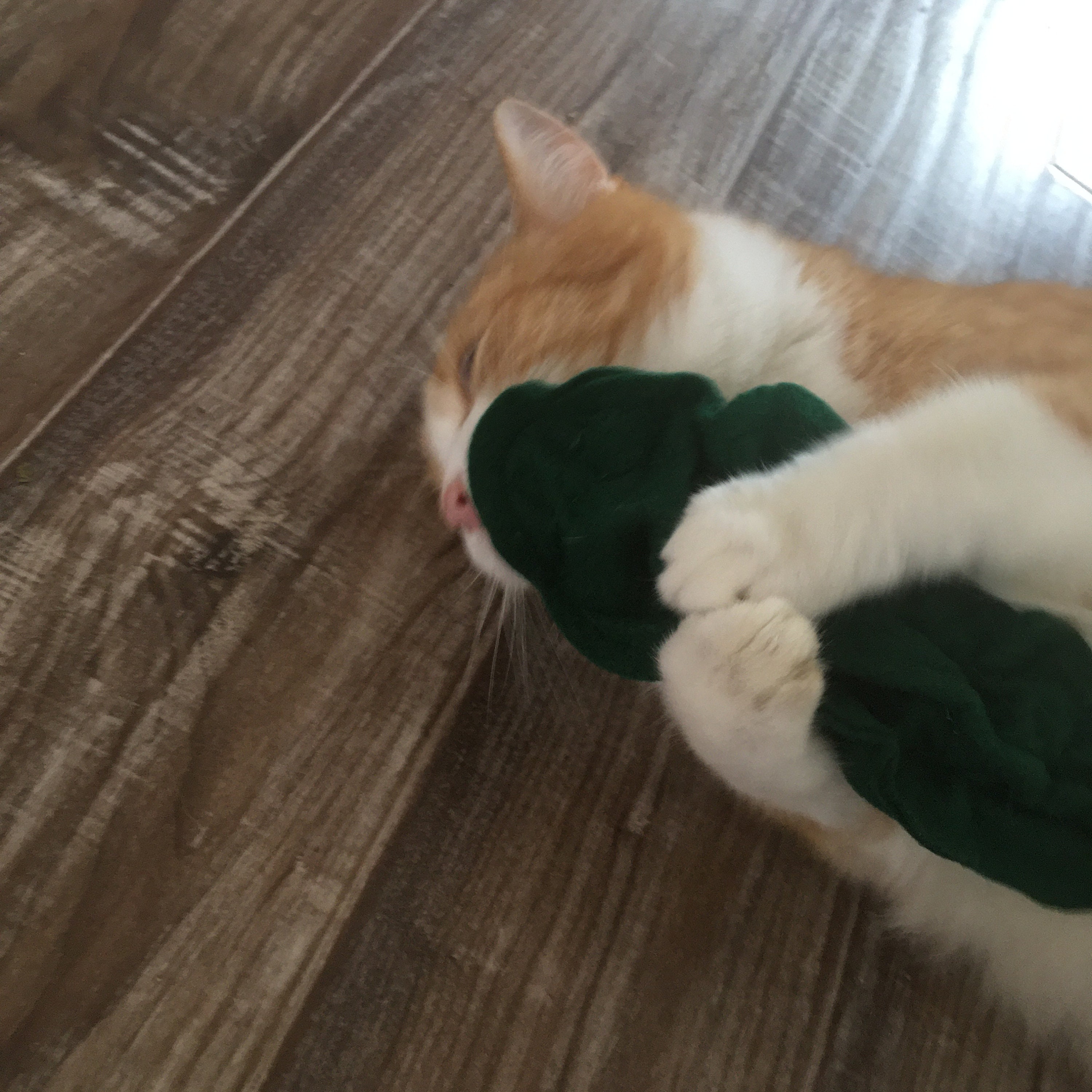 Crunchy Kitty Kale Kale for Cats Crunchy Cat Toy Wool Etsy UK