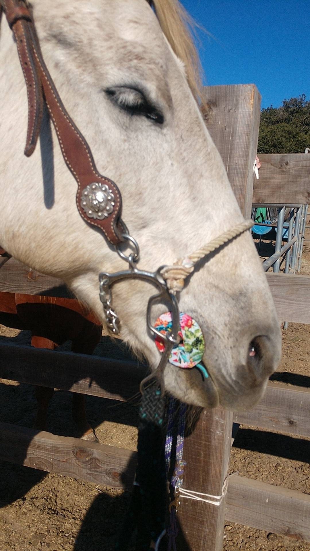 Horse bit guards Etsy