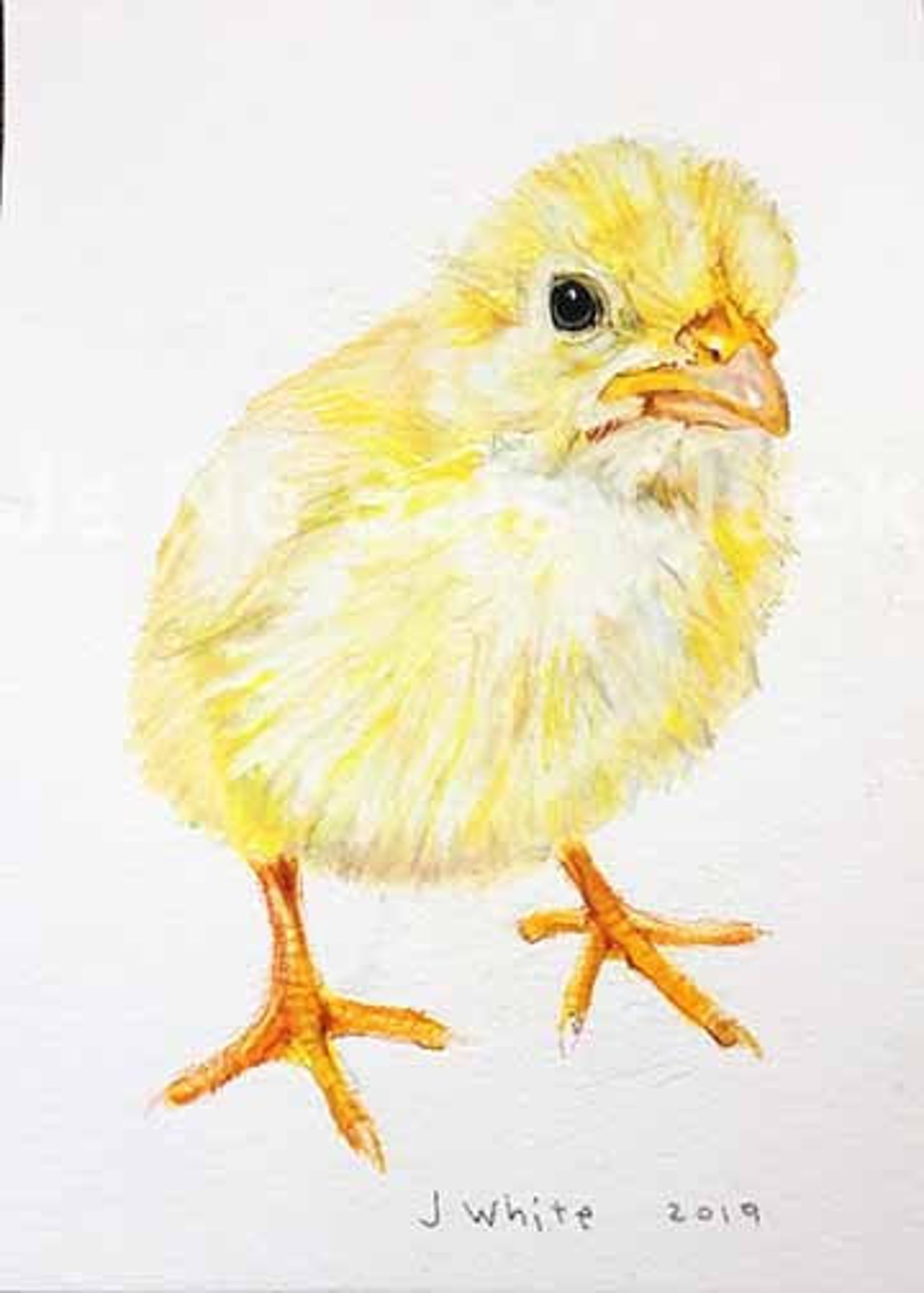 Original Drawing of Baby Chick Etsy