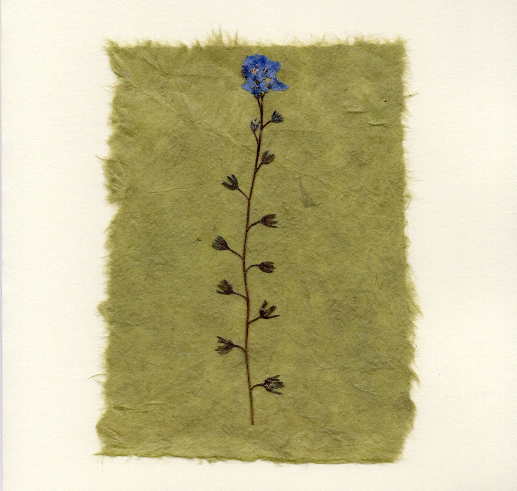 Handmade pressed flower greetings card 6x6 Etsy