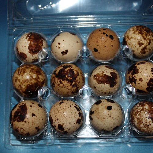 Quail Eggs for Eating Farm Fresh One Dozen Etsy