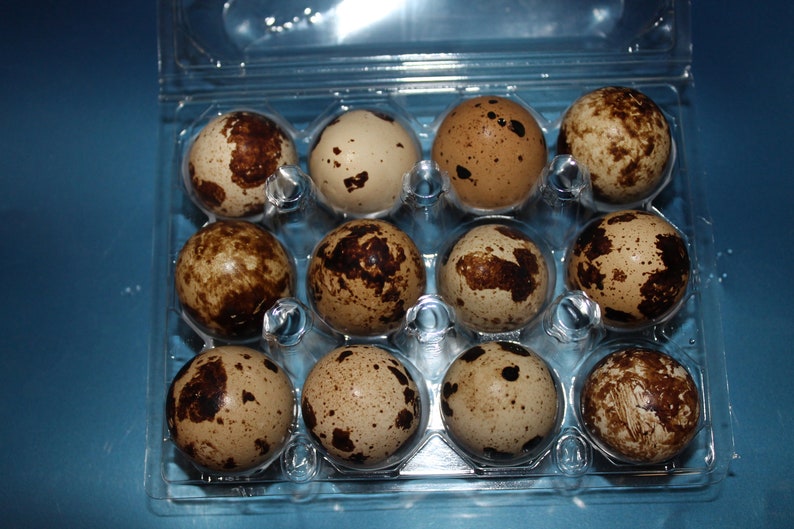 Fresh Quail Eggs image 0