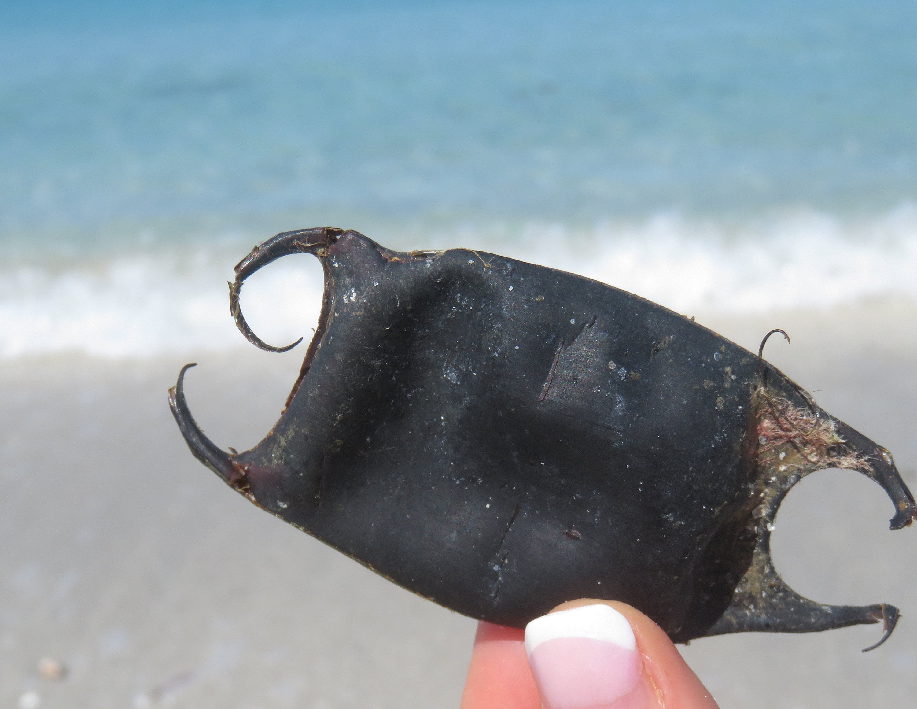 A mermaid's purse opens to reveal ... a baby cat shark
