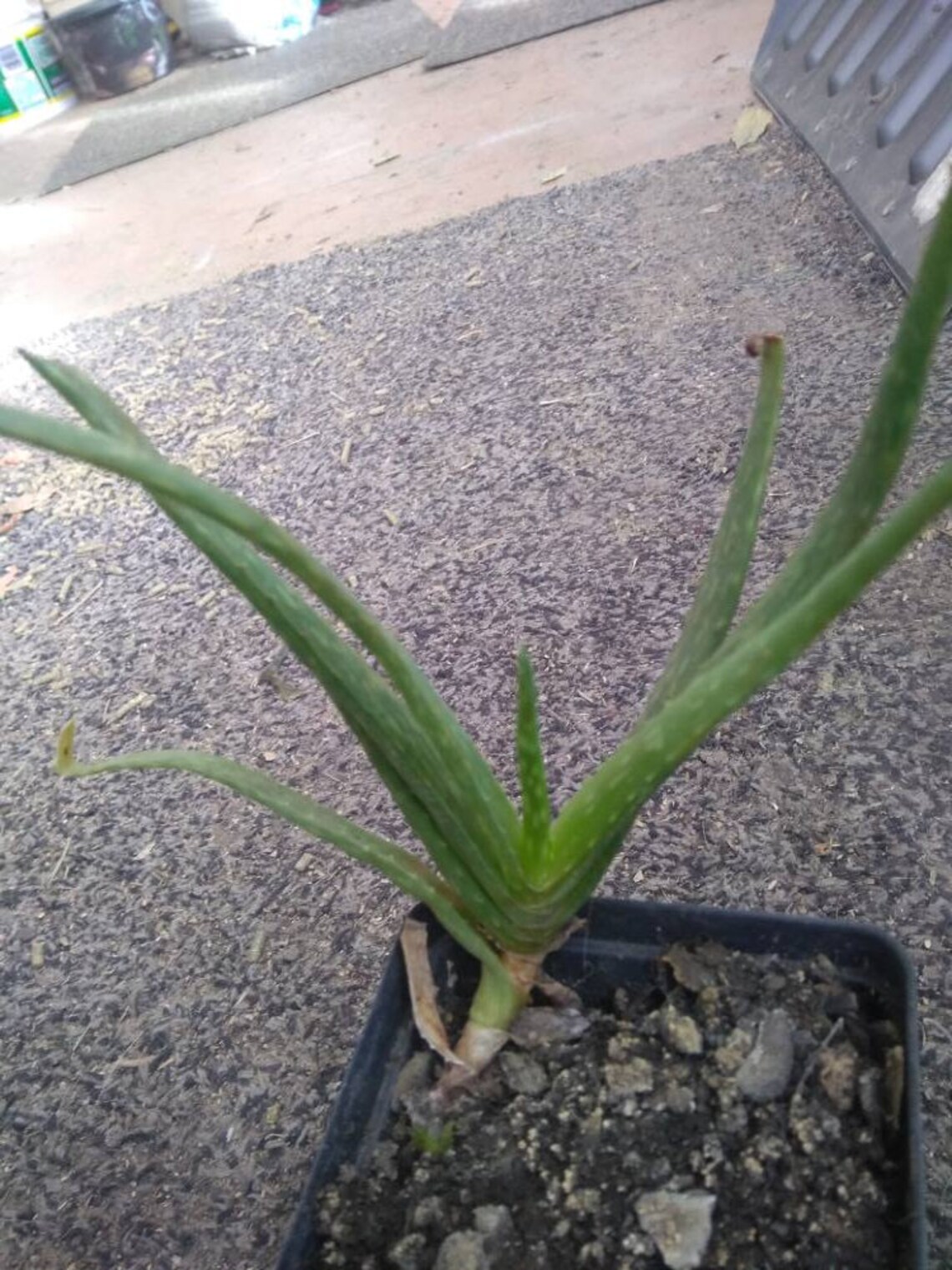 Var Chinensis Aloe Vera