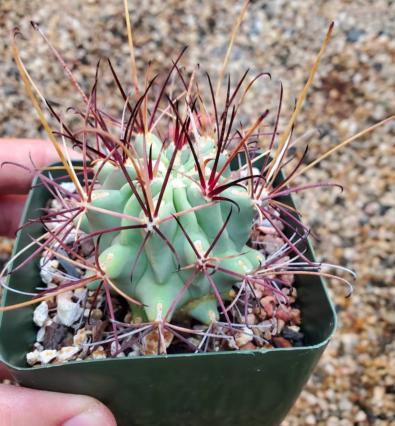 Sclerocactus uncinatus fish hook cactus gladulicactus | Etsy
