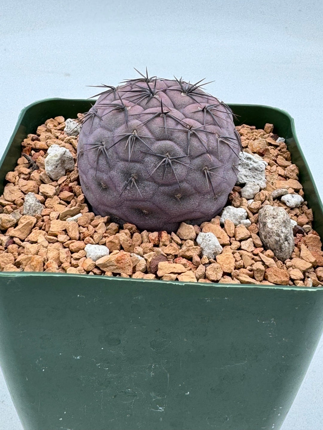 Tephrocactus Geometricus - Etsy