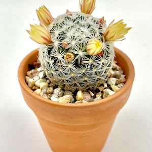 May include: A small cactus with white spines and yellow and red striped flowers. The cactus is planted in a terracotta pot filled with small pebbles. The pot is sitting on a white surface.