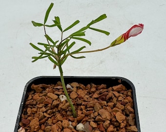 Oxalis versicolor candy cane flower
