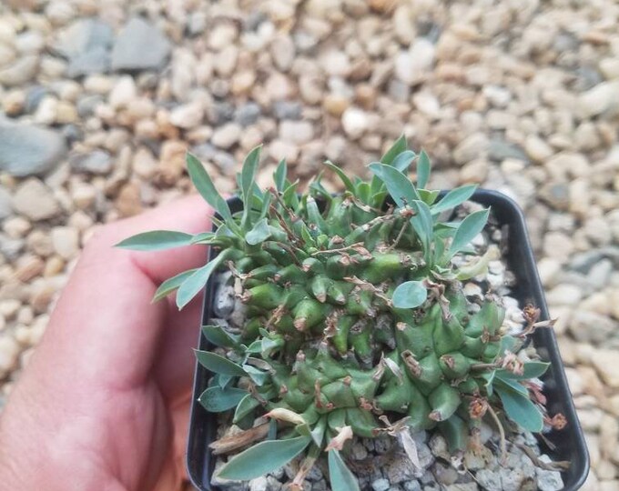 Euphorbia Japonica Pineapple Plant. Etsy