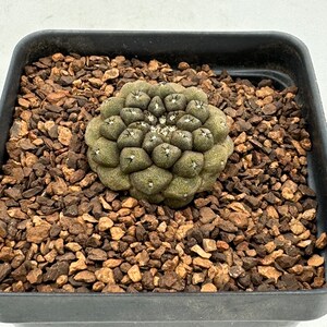 Copiapoa tenuissima f. monstruosa
