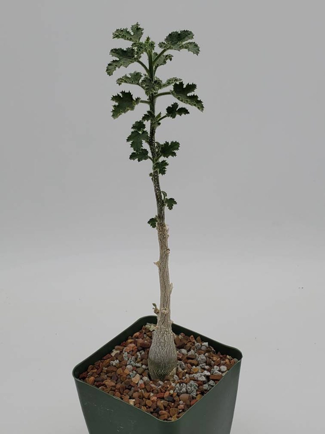 Dendrosicyos Socotrana Socotranus Socotranum - Etsy