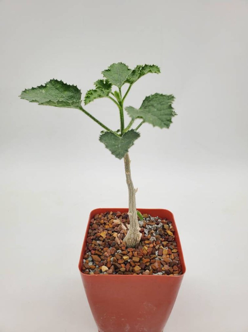 Dendrosicyos Socotrana Socotranus Socotranum - Etsy