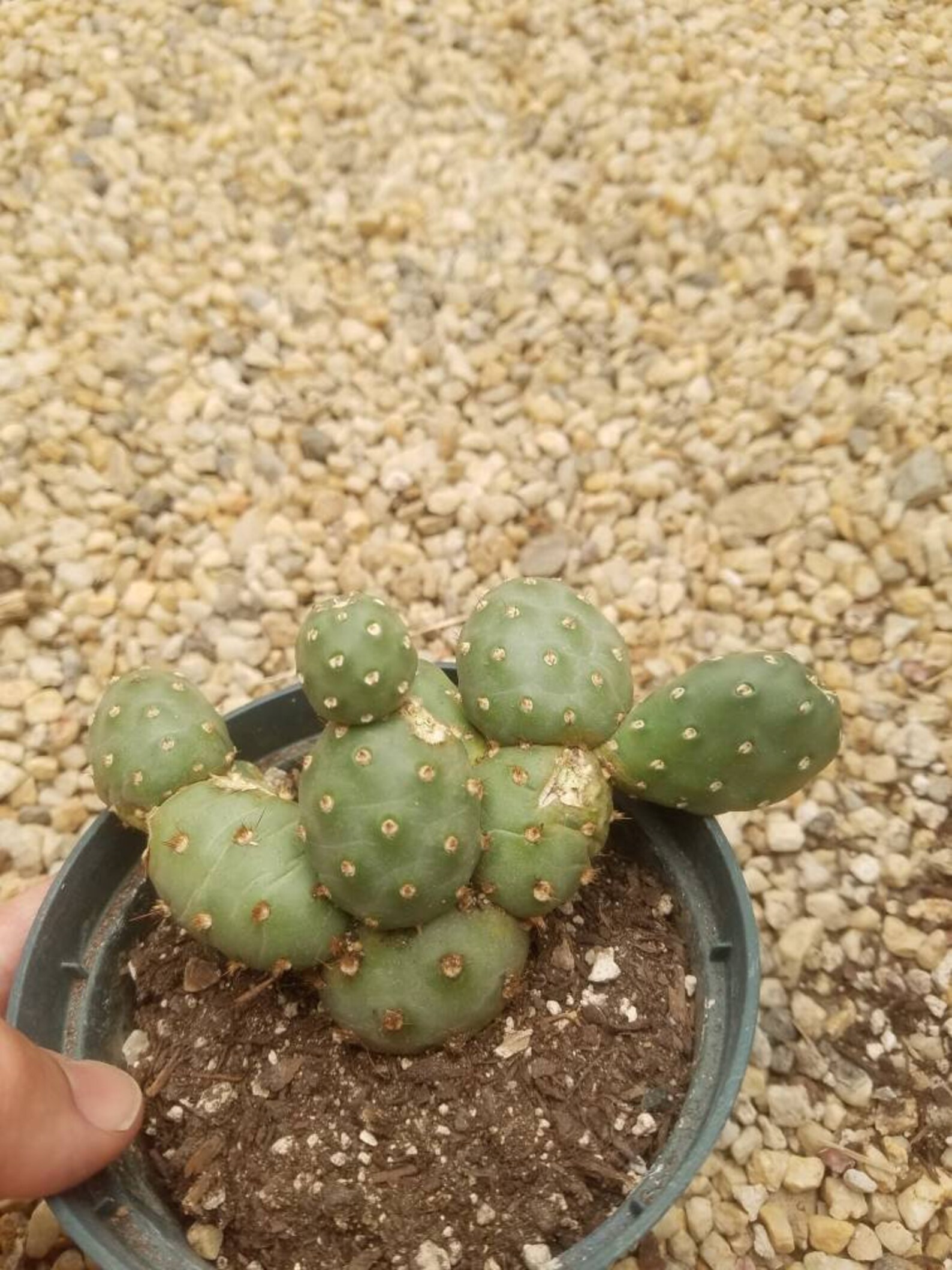 Opuntia debreczyi Potato Cactus single head cuttings Etsy