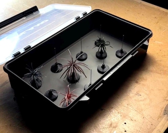 May include: A black rectangular storage case with a clear hinged lid containing a grey insert. Inside, several fishing lures with black circular bases and thin, radiating rubbery filaments in black, red, and brown colours are arranged in rows.