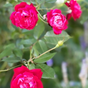 May include: A close-up of a pink rose bush with several pink roses in bloom. The roses are in various stages of bloom, with some fully open and others still in bud. The leaves are green and lush, and the background is blurred.