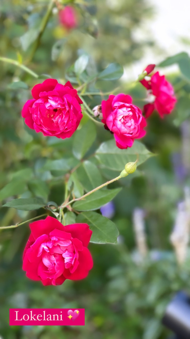 May include: A close-up of a pink rose bush with several pink roses in bloom. The roses are in various stages of bloom, with some fully open and others still in bud. The leaves are green and lush, and the background is blurred.