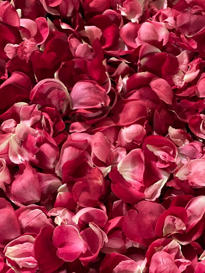 May include: A close-up image of a pile of dried rose petals. The petals are a deep pink color and have a soft, velvety texture.