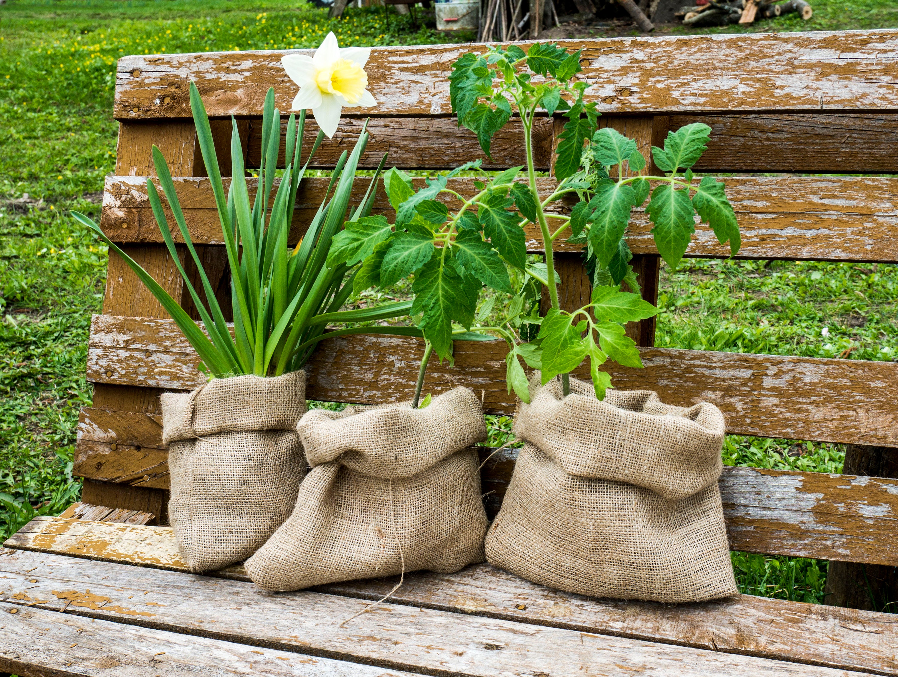 Bolsas grandes de arpillera - Sacos de yute natural de 20 x 30 pulgadas,  bolsas reutilizables de cultivo de plantas, soportes para verduras de raíz