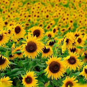 A Field of Sunflowers