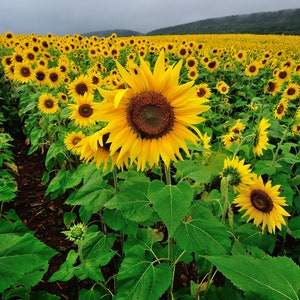 Field of sunflowers