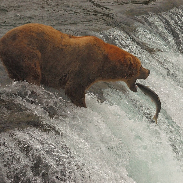Grizzly d’Alaska pêchant les chutes Brooks