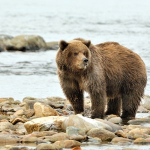 Alaskan Grizzly in Katmai National Park