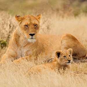 Lioness and Cub