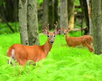 Summer Whitetail Deer