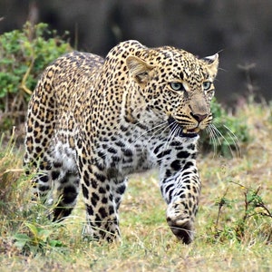 Leopard on the Hunt