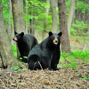 Pennsylvania Black Bear
