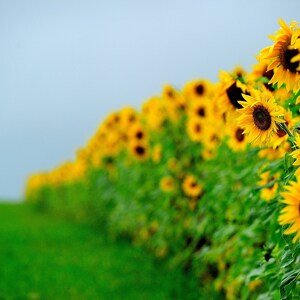 Edge of a field of sunflowers