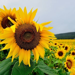 A field of sunflowers