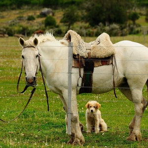 A Horse&#39;s Friend