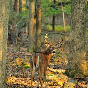 Whitetail Deer