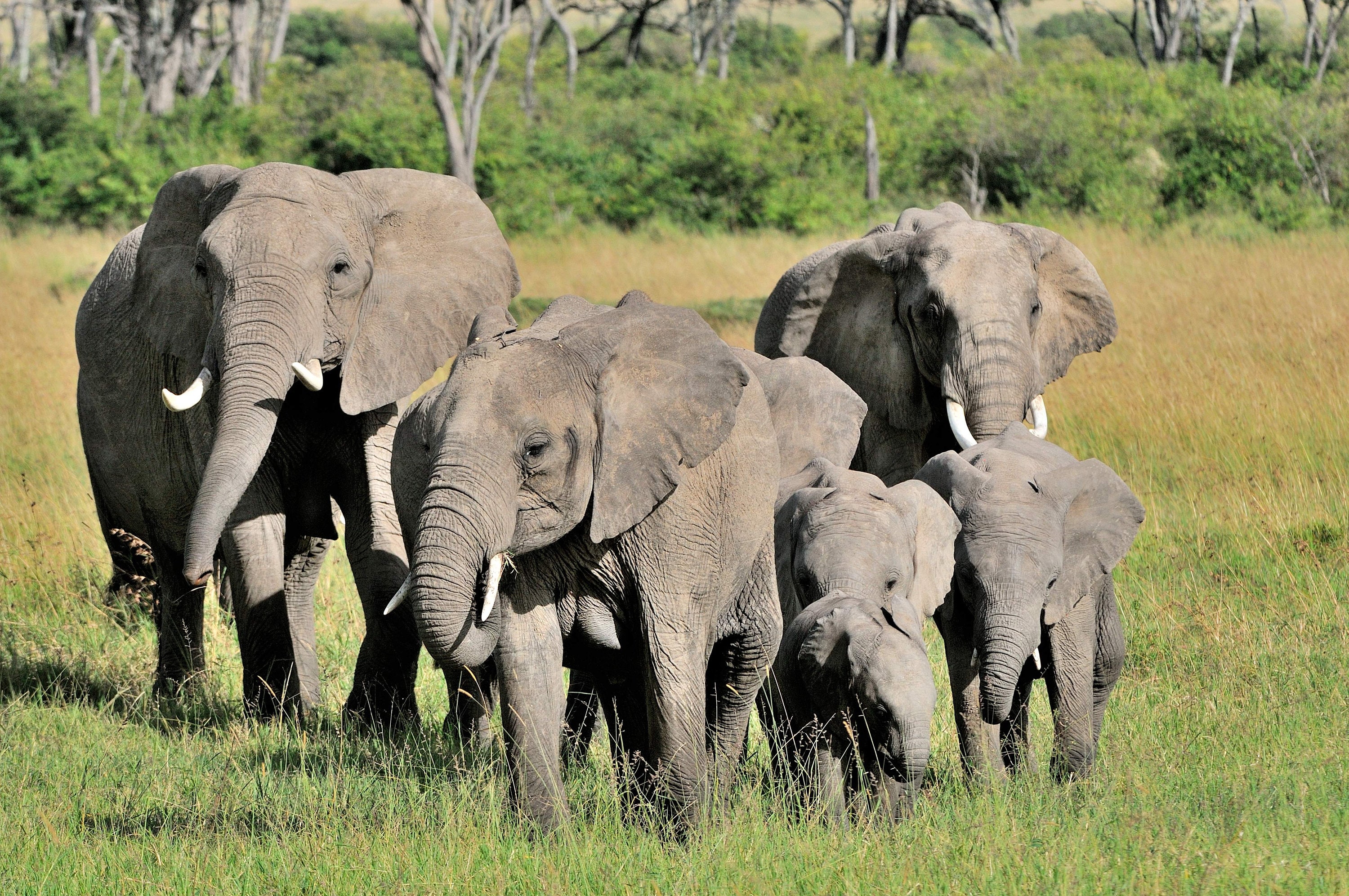 Elephant Family, image size:3000x1993