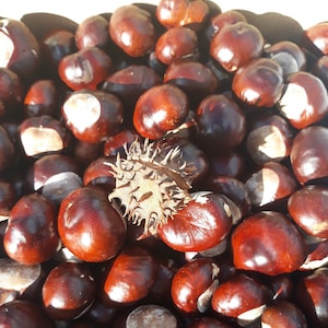 Horse chestnuts set natural latvian nature hand collected 20 pcs craft supplies bulk fall organic botanical
