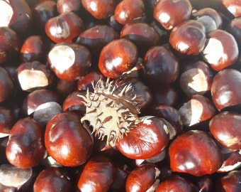 Horse Chestnuts: Natural Latvian Fall Decor, Craft Supplies (20 pcs)