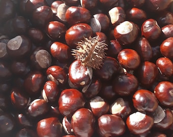Bio Kastanien: Natürliche Herbst Dekor, Bastelbedarf - 68 Stk