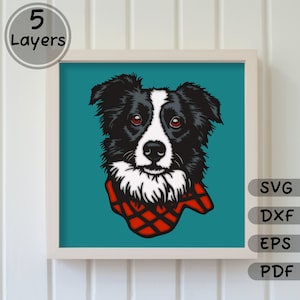 May include: A black and white border collie dog with a red and black plaid bandana around its neck. The dog is looking directly at the viewer. The background is a teal blue color.