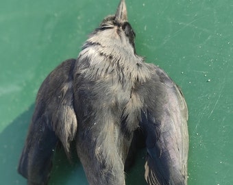 Jackdaw salted skin taxidermy