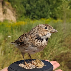 May include: A small bird with brown and tan plumage perched on a black, round base. The bird is held in a person's hand, with a blurred green and yellow background of grass and trees. The sky is blue.